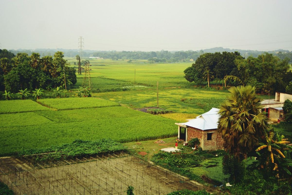 Green rice fields and trees around a small house in rural Bangladesh
